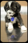 Dixie-Puppy