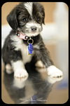 Dixie-Puppy
