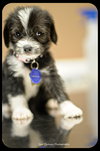 Dixie-Puppy