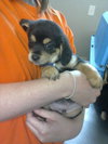 Trooper-Puppy