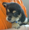 Trooper-Puppy