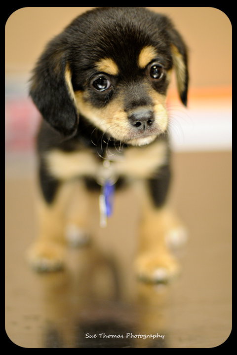 Trooper-Puppy