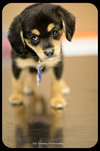 Trooper-Puppy