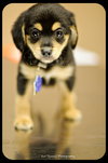 Trooper-Puppy