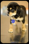 Trooper-Puppy