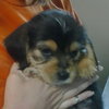 Luigi-Puppy