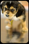 Luigi-Puppy