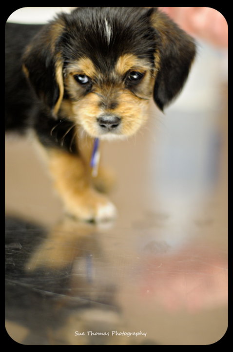 Luigi-Puppy