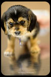 Luigi-Puppy
