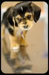Luigi-Puppy