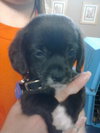 Koopa-Puppy