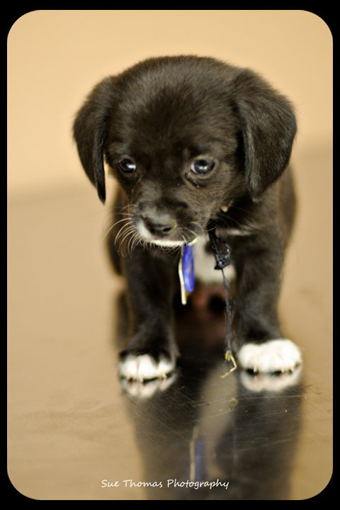 Koopa-Puppy
