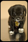 Koopa-Puppy