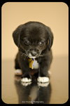 Koopa-Puppy