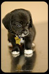 Koopa-Puppy