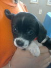 Bowser-Puppy