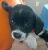 Bowser-Puppy