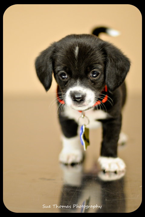 Bowser-Puppy