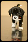 Bowser-Puppy
