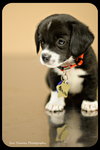 Bowser-Puppy