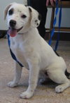 Dotti-Puppy