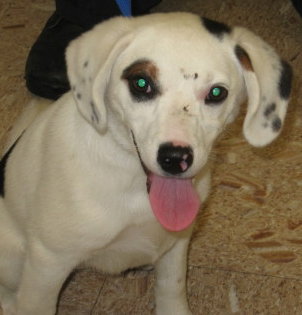 Dotti-Puppy