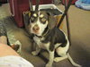 Conner-Puppy