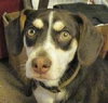 Conner-Puppy