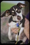 Conner-Puppy