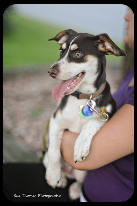 Conner-Puppy