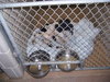 Dottie