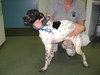 Dottie