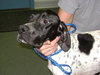Dottie