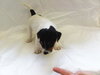 Bella-Puppy
