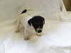 Bella-Puppy