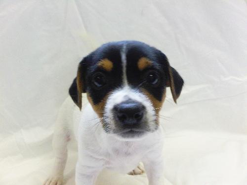 Bella-Puppy