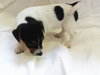 Bella-Puppy