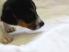 Bella-Puppy