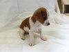Corin-Puppy