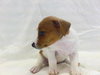 Corin-Puppy