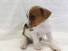 Corin-Puppy