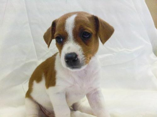 Corin-Puppy