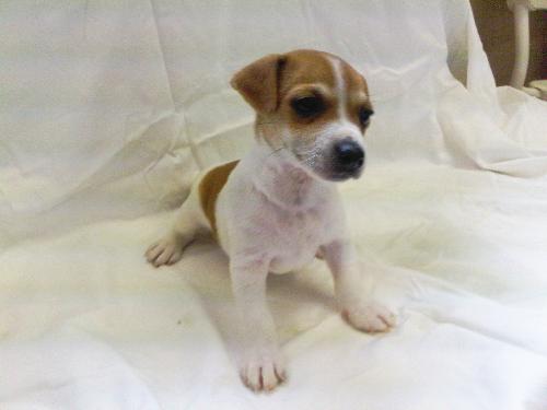 Louisa-Puppy