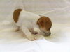 Louisa-Puppy