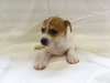 Louisa-Puppy