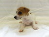 Louisa-Puppy