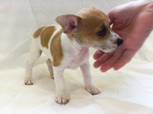 Henry-Puppy