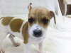 Henry-Puppy