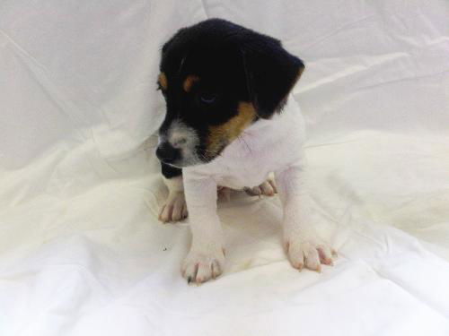 Willy-Puppy