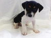 Willy-Puppy